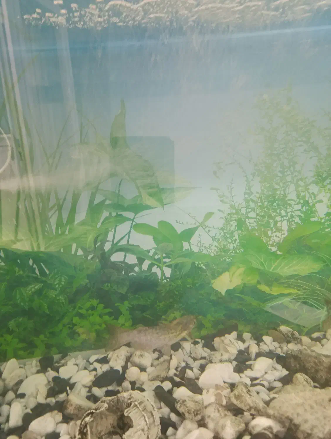 ماهی گوشتخوار|ماهی|بومهن, |دیوار