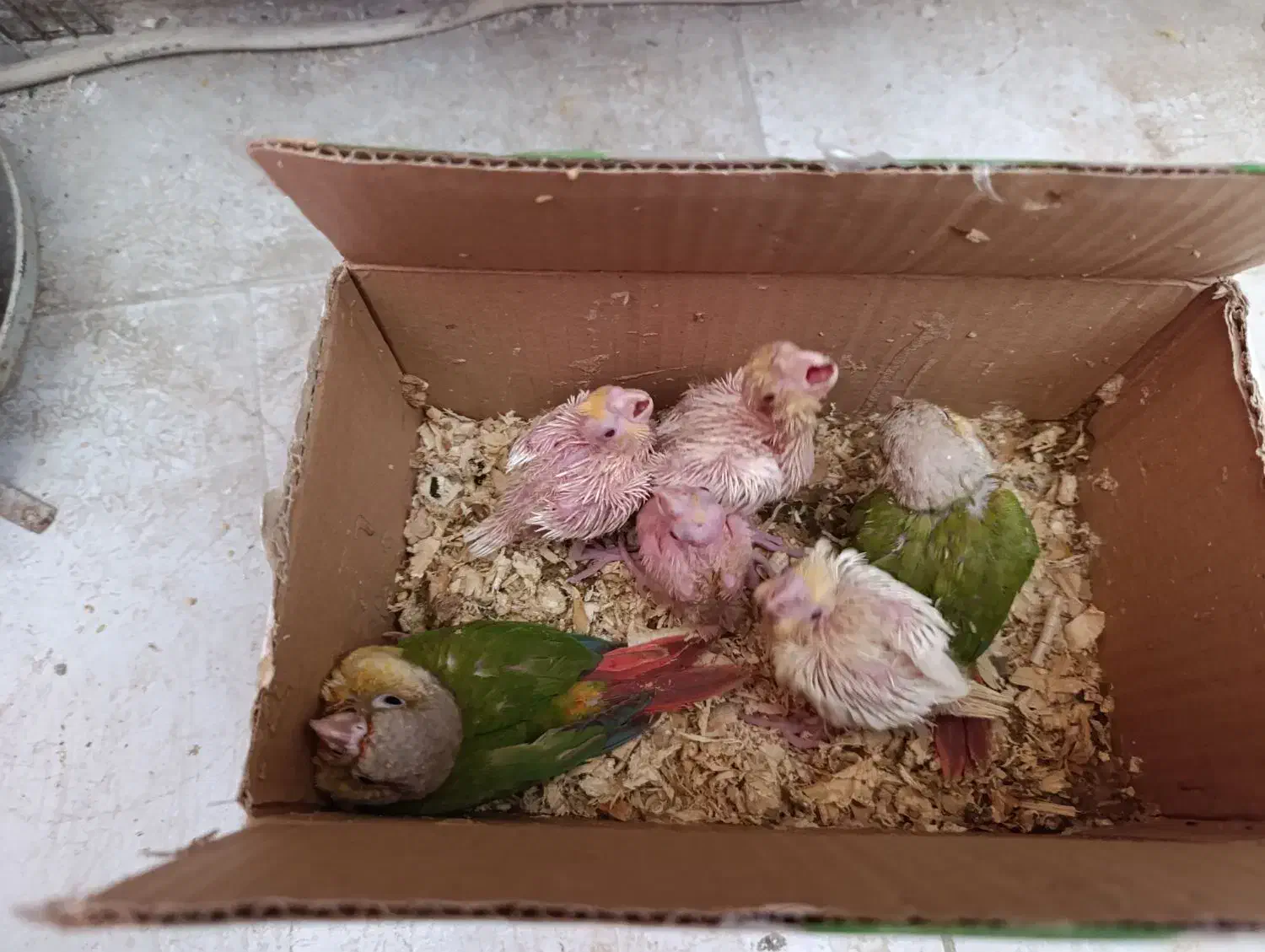 جوجه عروس لوتینو و گرینچیک سرلاکی|پرنده|علیآباد کتول, |دیوار