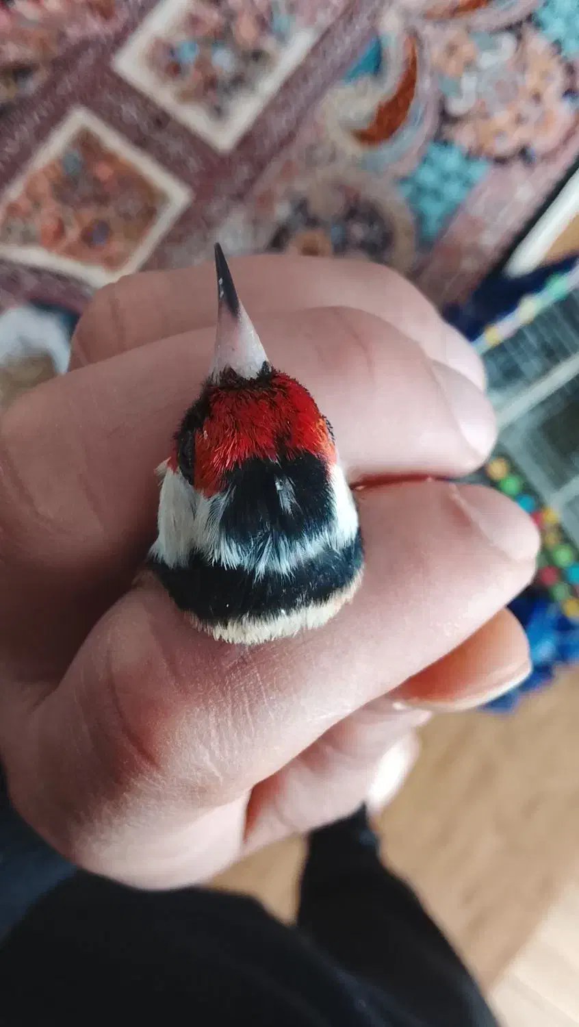 سهره سر سفید|پرنده|سردرود, |دیوار