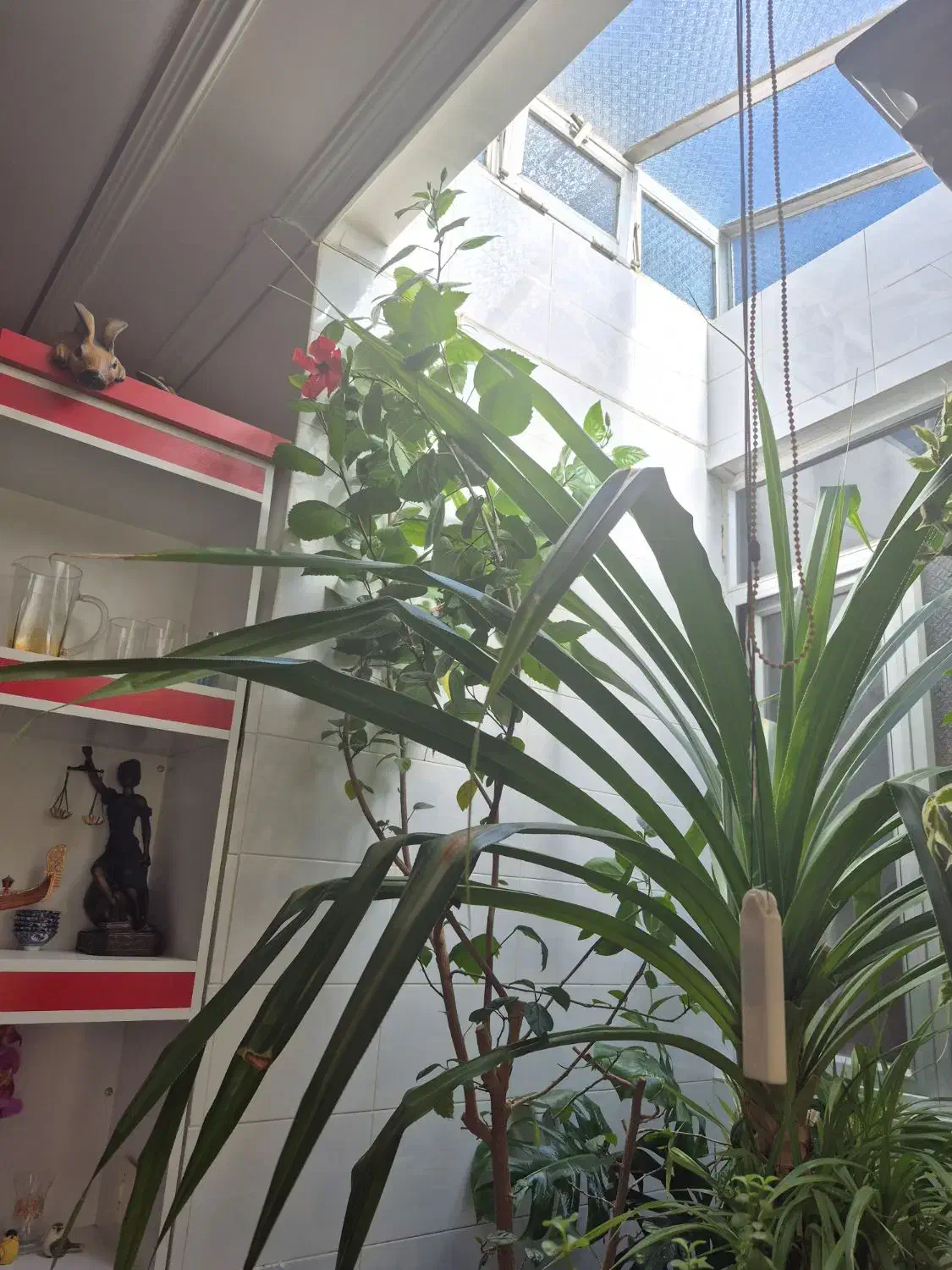 گل طبیعی|گل و گیاه طبیعی|اهر, |دیوار