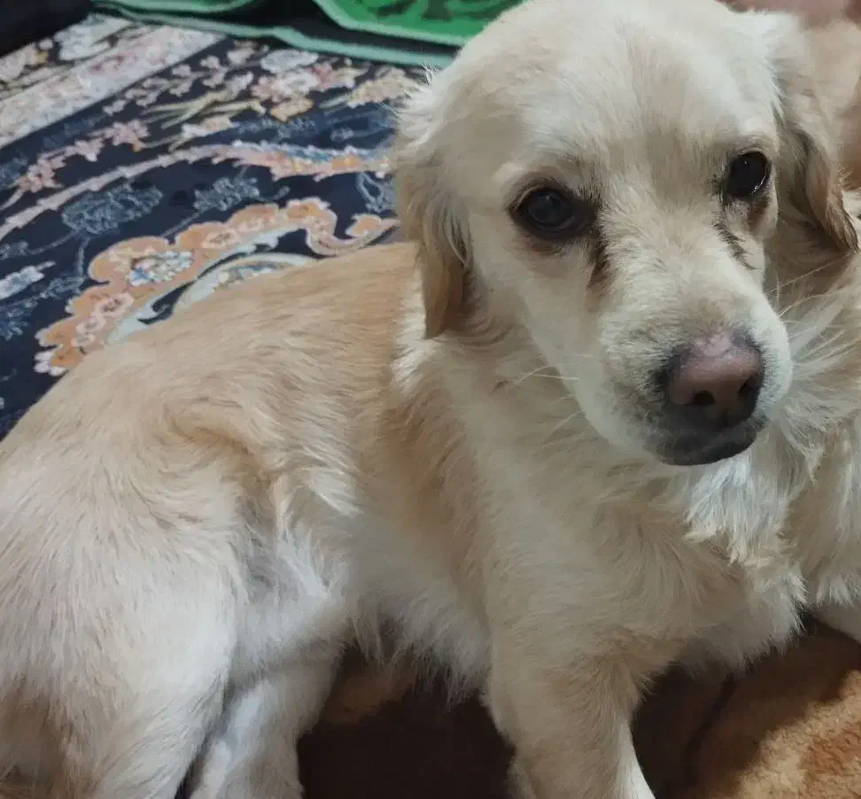 سگ گمشده|حیوانات|ساوه, |دیوار