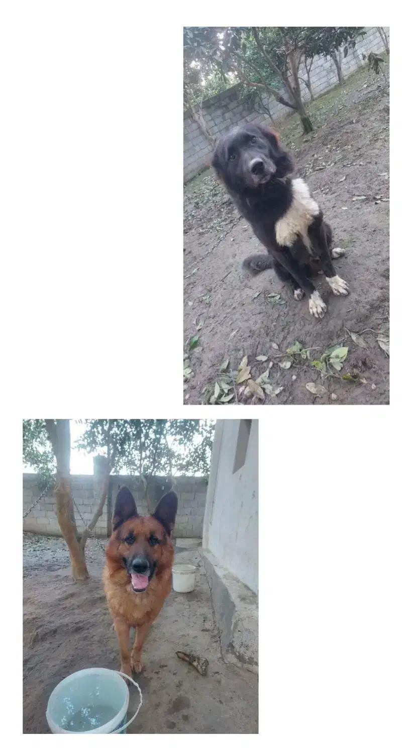 سگ قدر جانی و سگ ژرمن جفت نر|سگ|خرمآباد (تنکابن), |دیوار