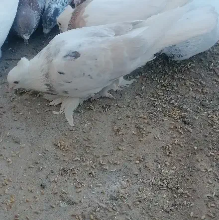 شازده سور ماده کلاهی|پرنده|گنبکی, |دیوار