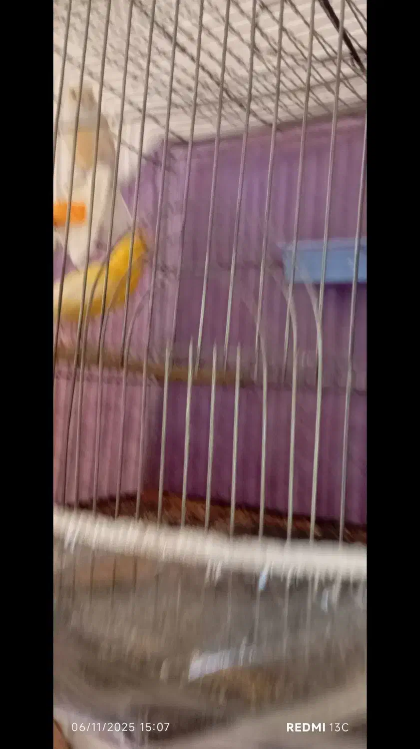 3عدد قناری|پرنده|تربتحیدریه, پائین ولایت|دیوار