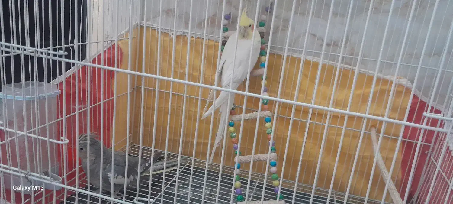 عروس هلندی|پرنده|تربتحیدریه, سیلوی گندم|دیوار