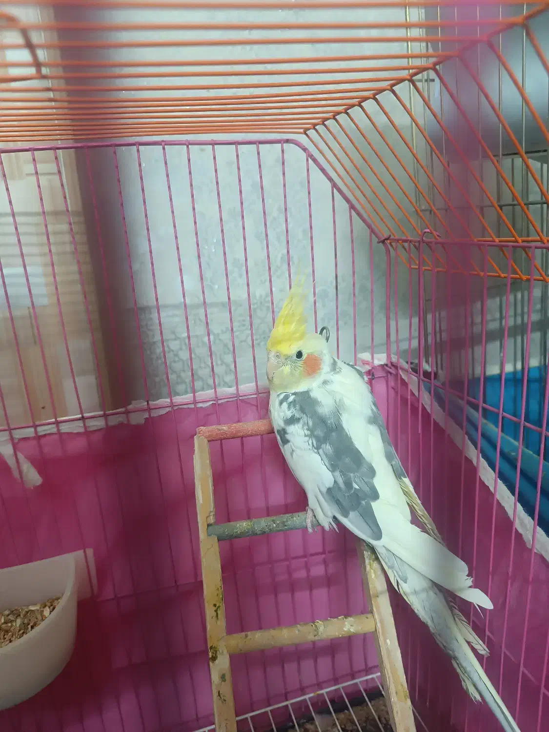 سه عدد عروس هلندی دو و نیم ماهه|پرنده|ابهر, |دیوار