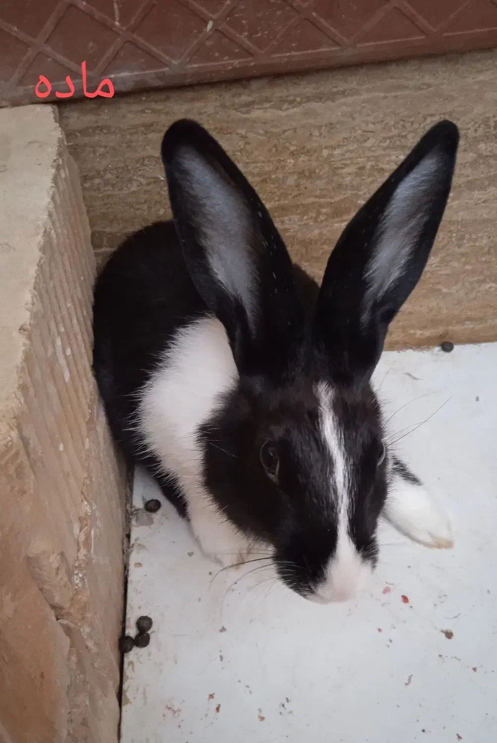 خرگوش|موش و خرگوش|ایرانشهر, |دیوار