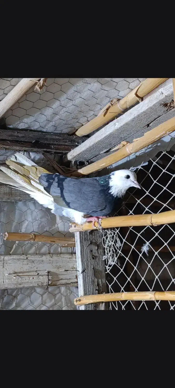 کبوتر|پرنده|گمیشان, |دیوار