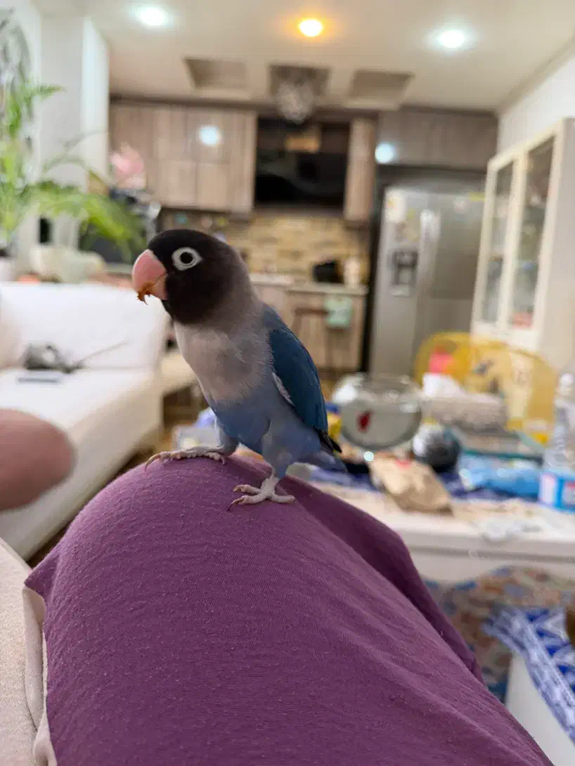 طوطی نر برزیلی ابی رنگ|پرنده|رشت, کوی غلام نیا|دیوار