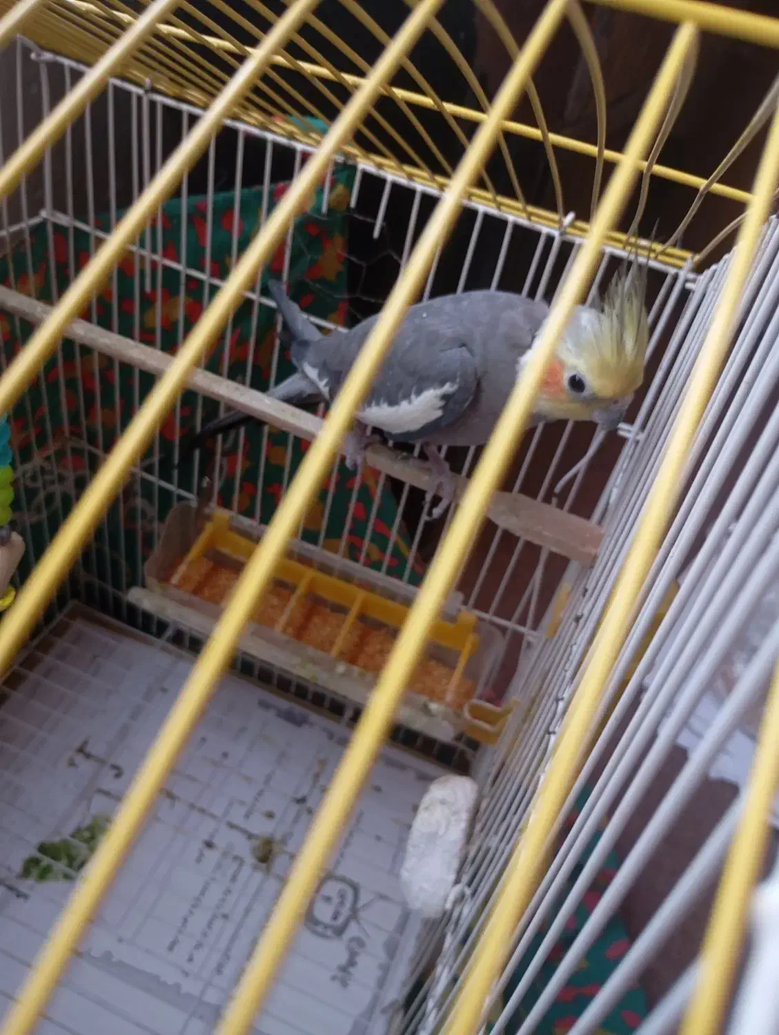 عروس هلندی|پرنده|ماسال, |دیوار