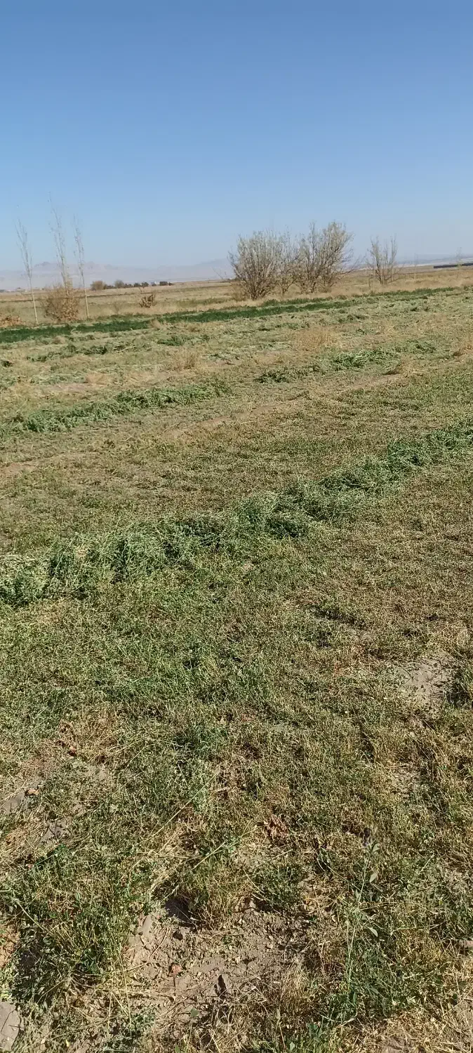 بیده دست پیچ پربرگ و نرم کیلویی 30000|حیوانات مزرعه|رفسنجان, |دیوار