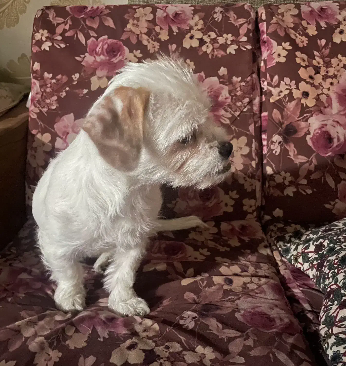 سگ مینیاتوری میکس پیت بول شیتزو (واگذاری)|سگ|تهران, جوادیه|دیوار