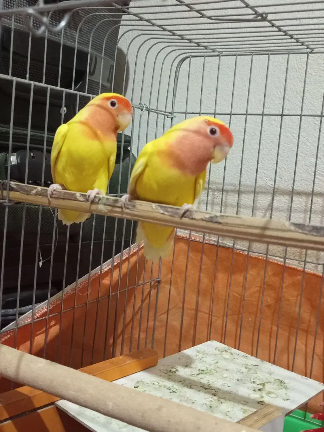 طوطی برزیلی|پرنده|میناب, |دیوار