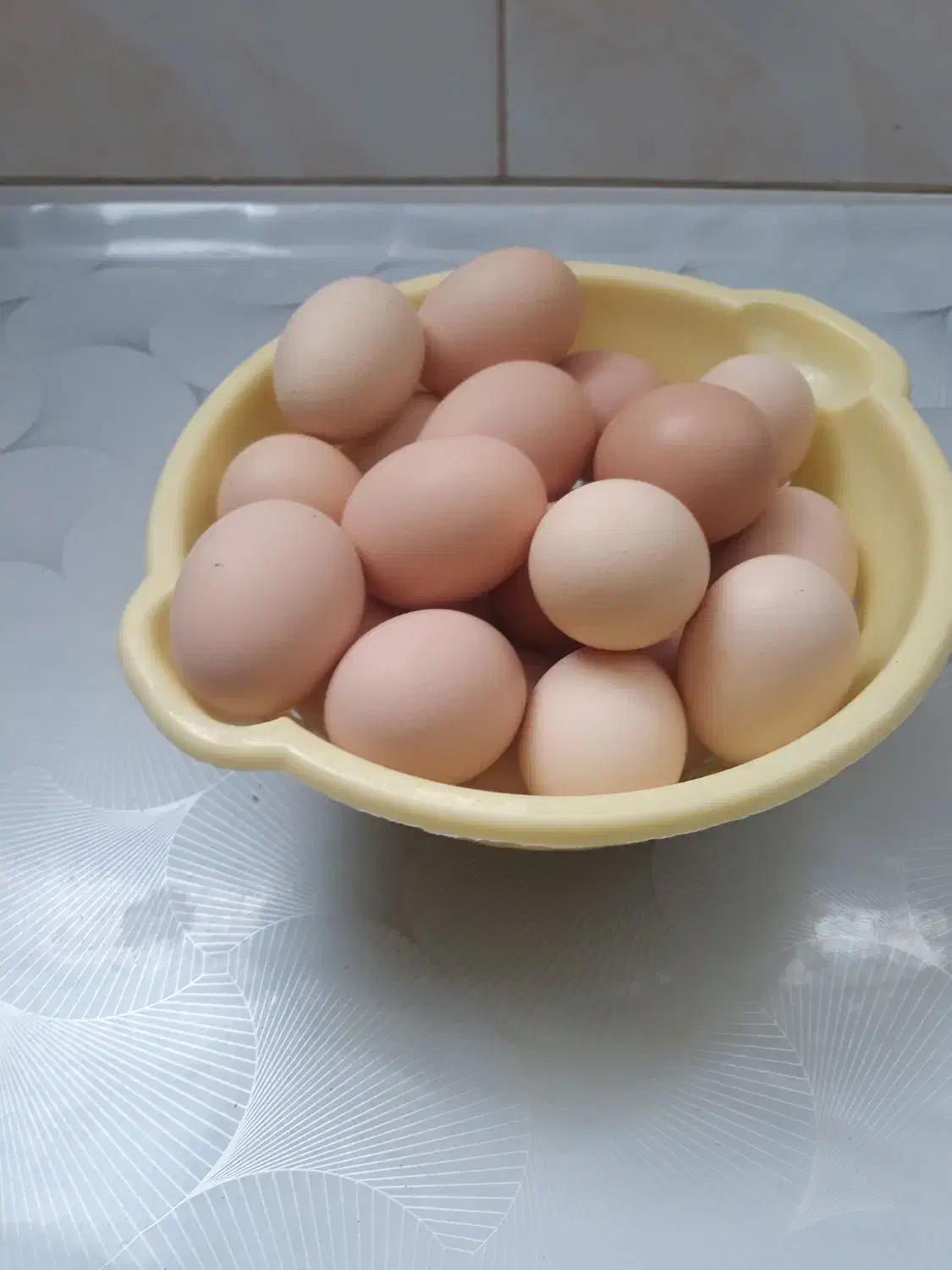 تخم مرغ محلی|حیوانات مزرعه|جلگه ماژان, |دیوار