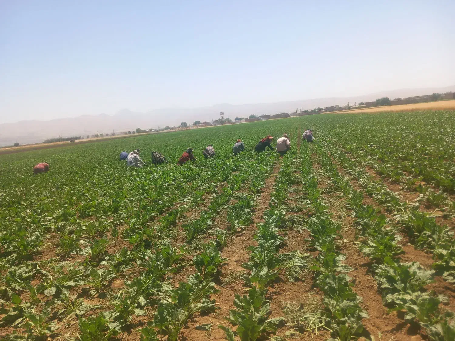 سرکارگر محمدجمالهستم|خدمات باغبانی و درختکاری|اسدآباد, |دیوار