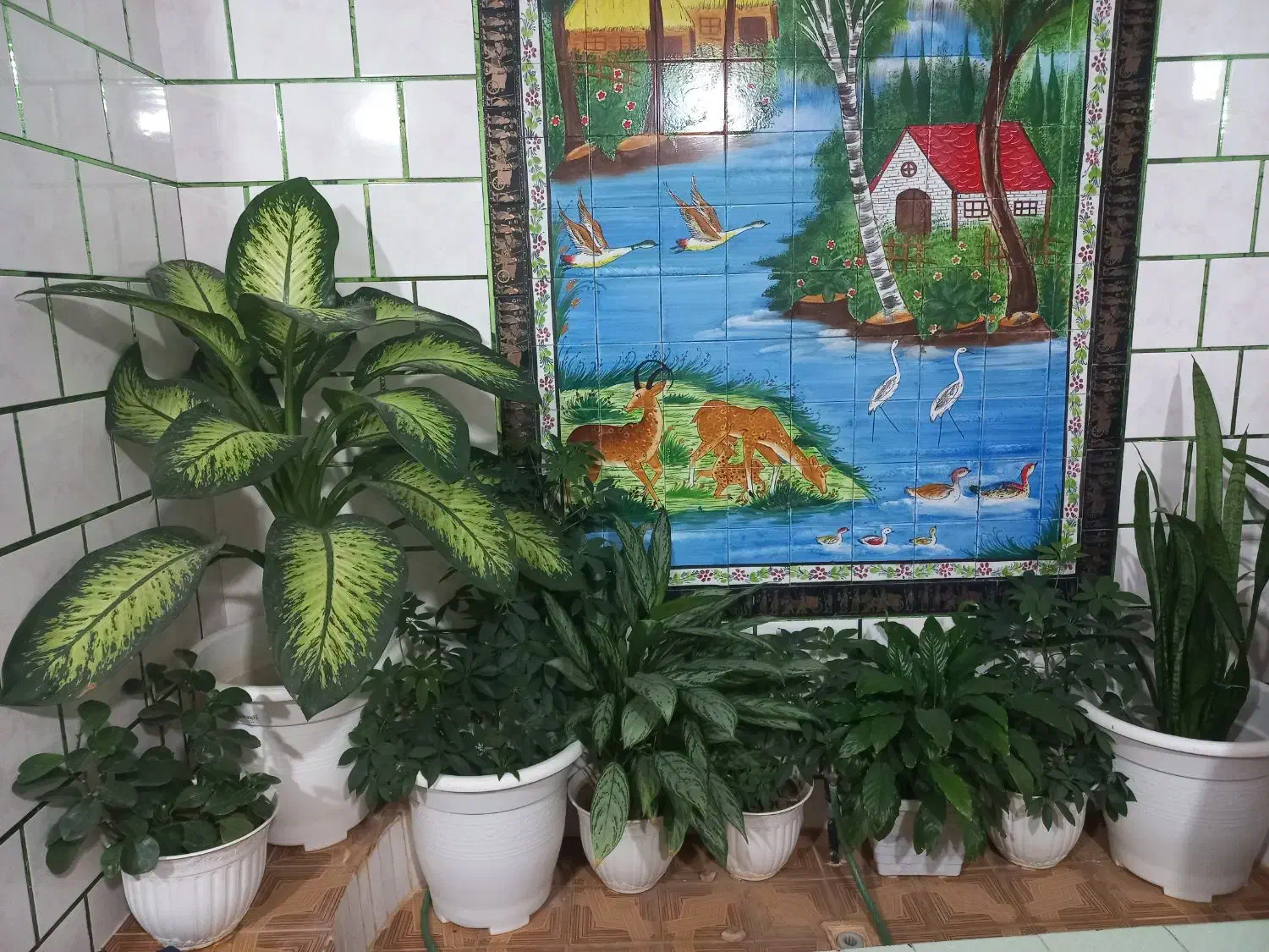 گلهای طبیعی|گل و گیاه طبیعی|یاسوج, |دیوار