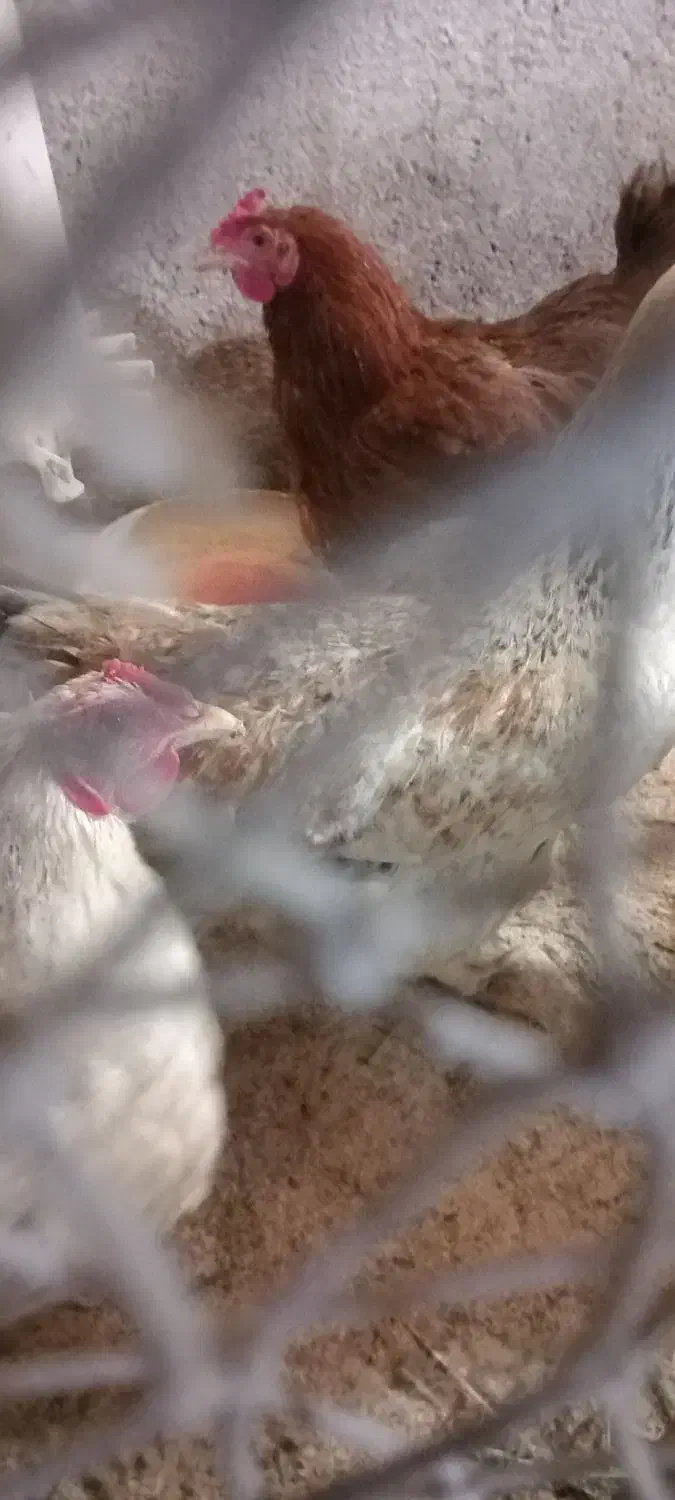 کود مرغی خالص و خاک برگ پوسیده|لوازم جانبی حیوانات|رشت, نخودچر|دیوار