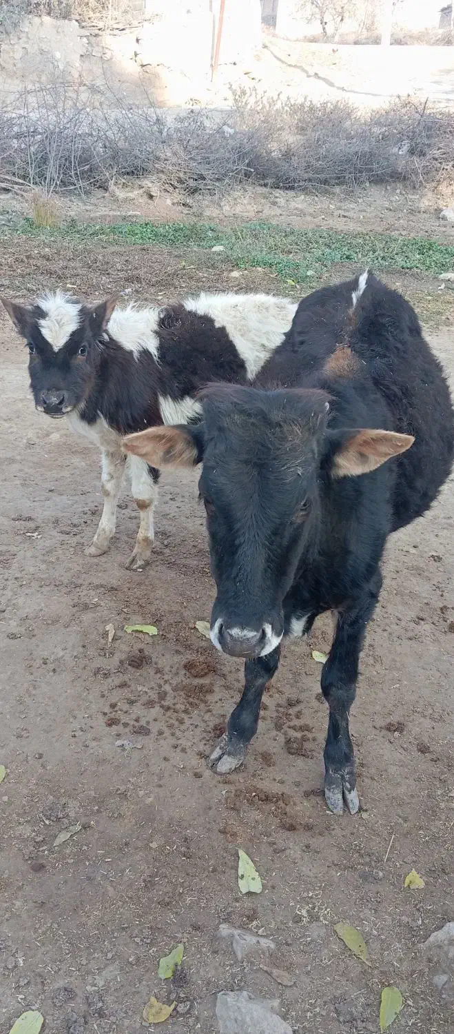 2عددگوساله نر قیمت  ۹۰تومان|حیوانات مزرعه|گلی داغ, |دیوار