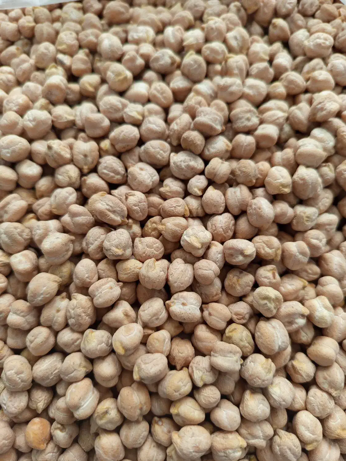 نخود سفید|خوردنی و آشامیدنی|باقرشهر, |دیوار