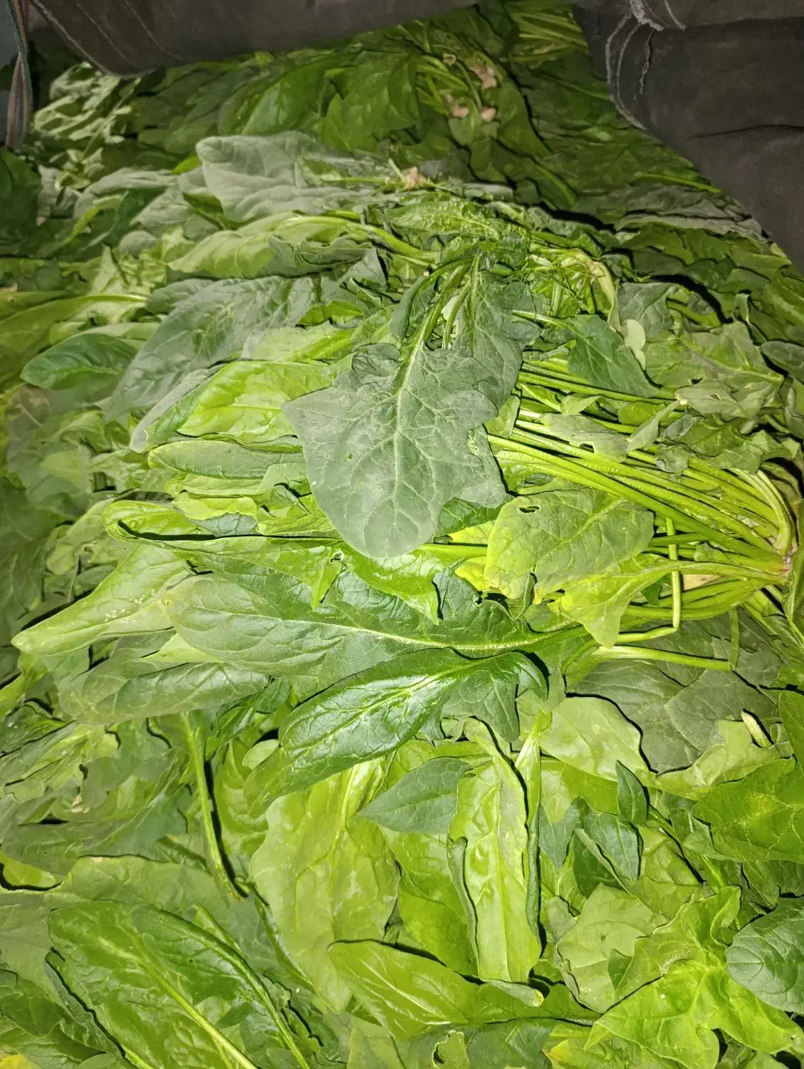 اسفناج تازه|حراج|ابرکوه, |دیوار