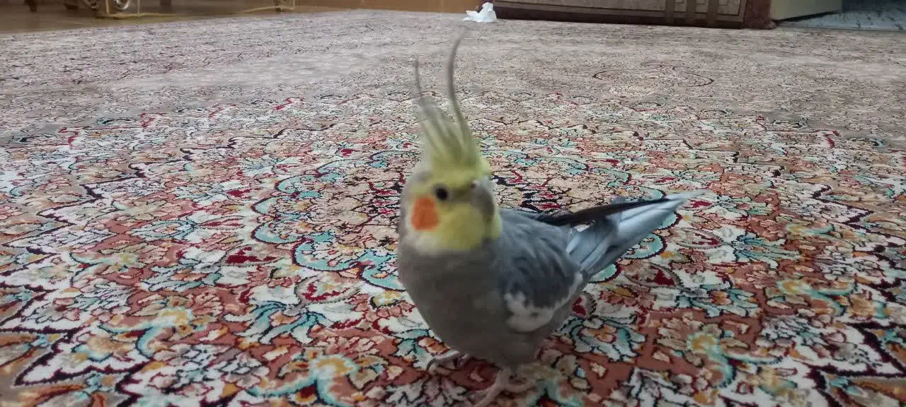 عروس هلندی نر|پرنده|اسلامشهر, مظفریه|دیوار