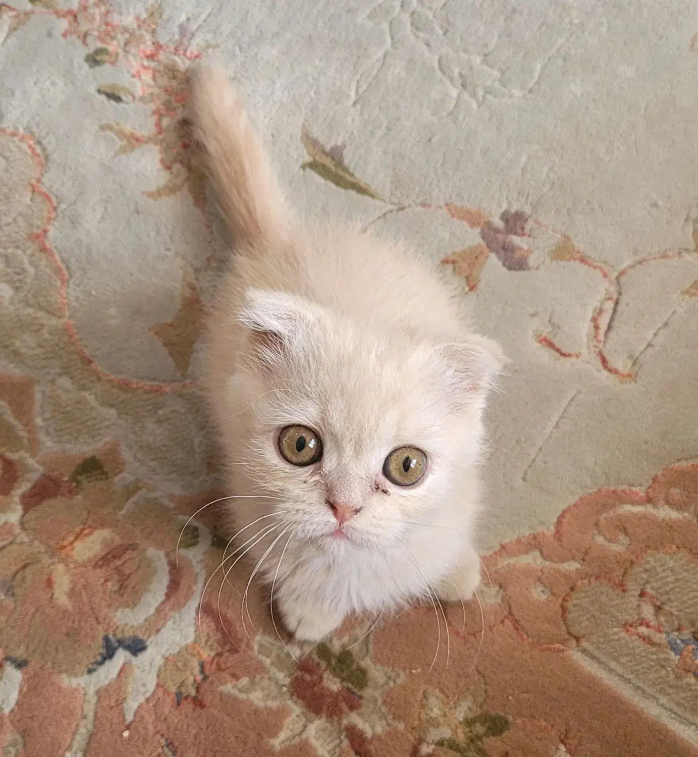 گربه اسکاتیش شناسنامه دارد|گربه|اصفهان, جلالیه|دیوار