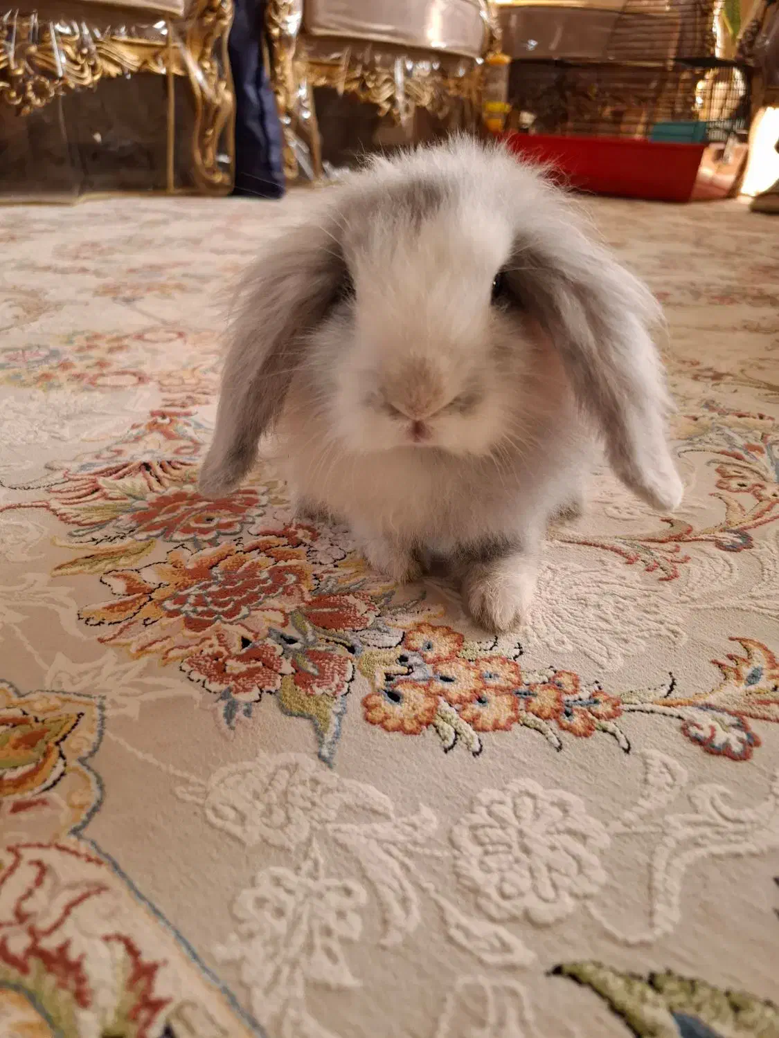 خرگوش لوپ یک ماهه بازیگوش|موش و خرگوش|اصفهان, سپاهان‌شهر|دیوار