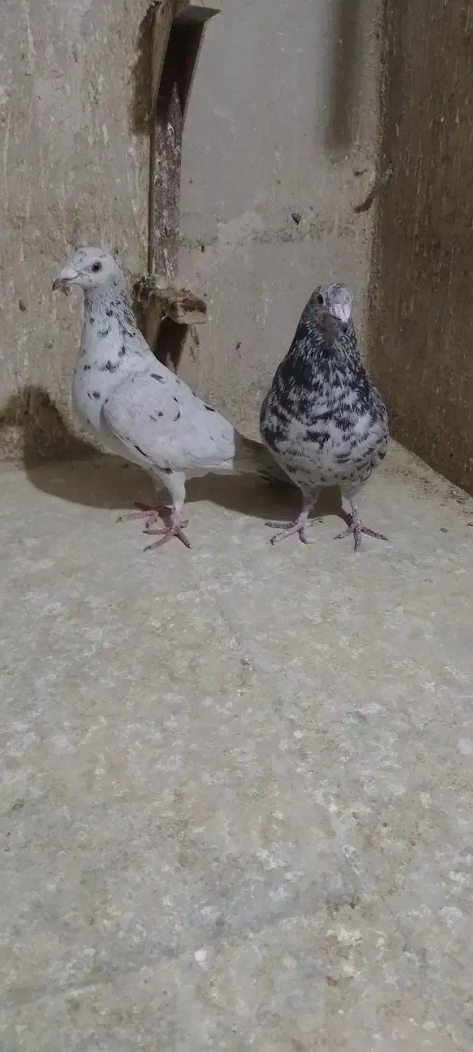 نرماده سرور|پرنده|شیراز, کوشک میدان|دیوار