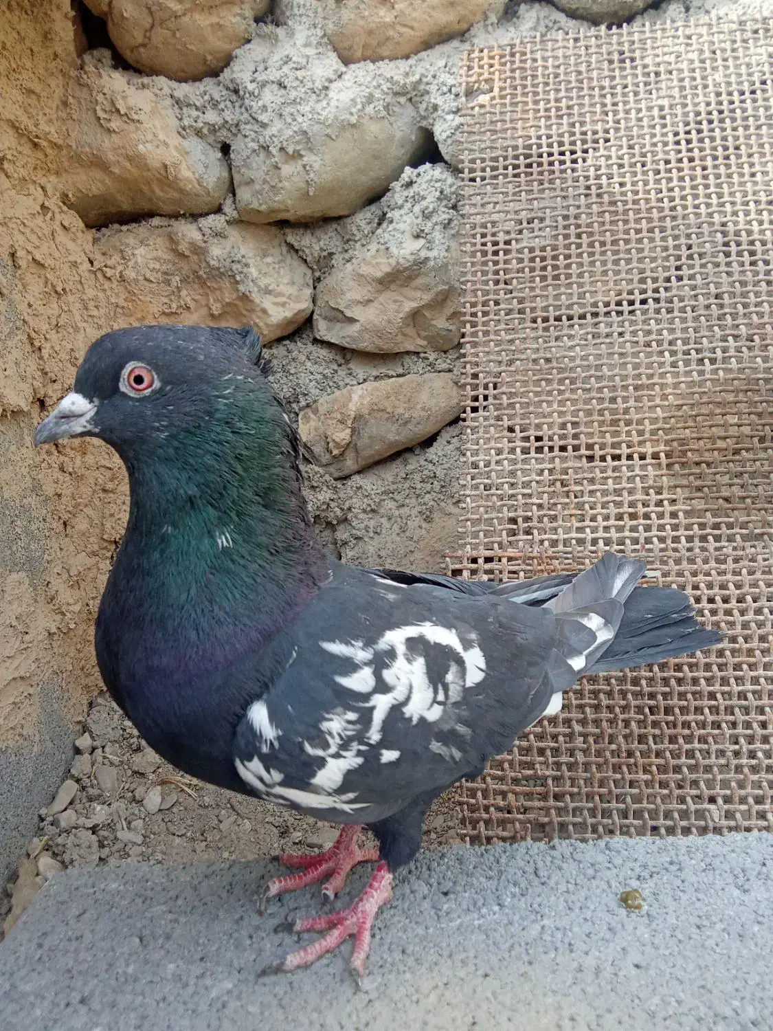 کفتر های پرشی|پرنده|شیروان (خراسان), |دیوار