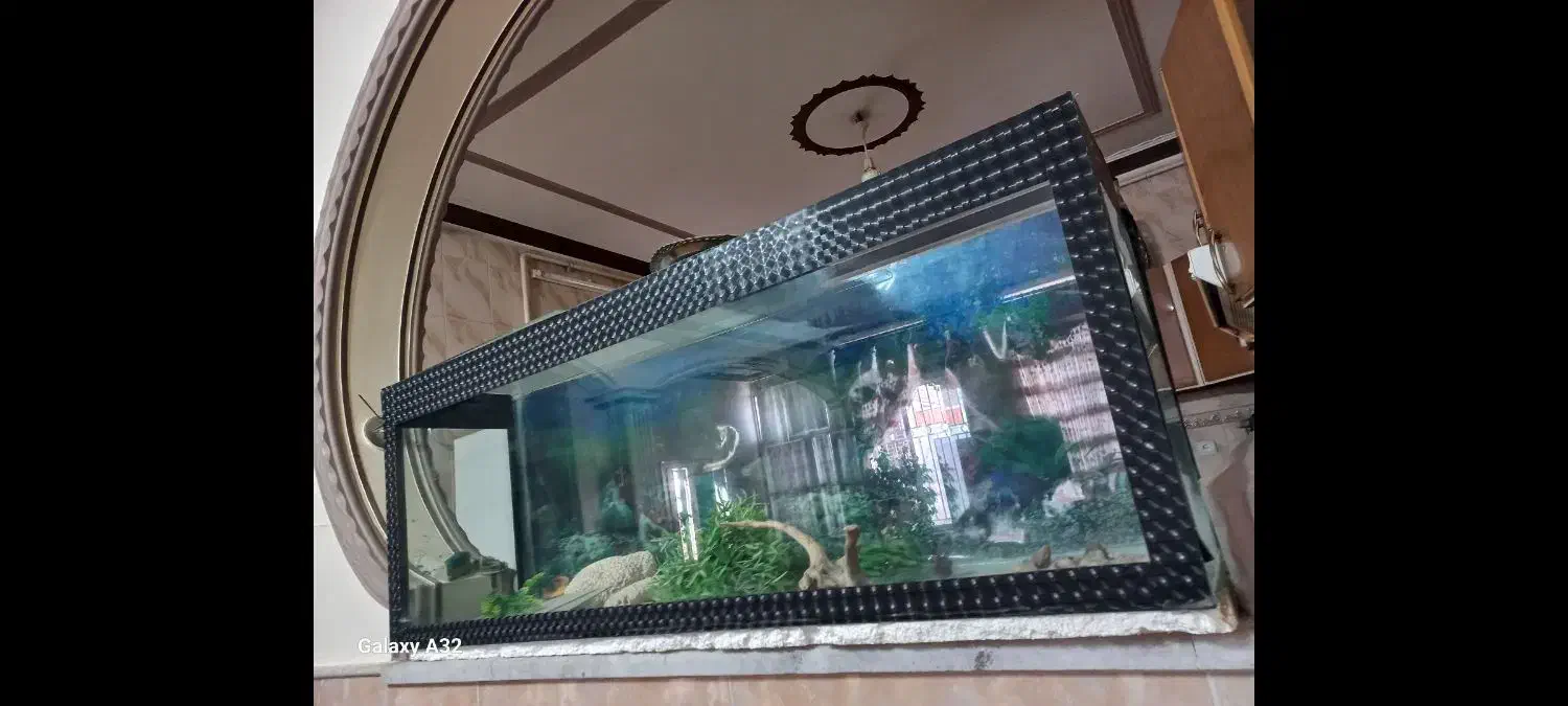 اکواریوم|ماهی|رفسنجان, |دیوار