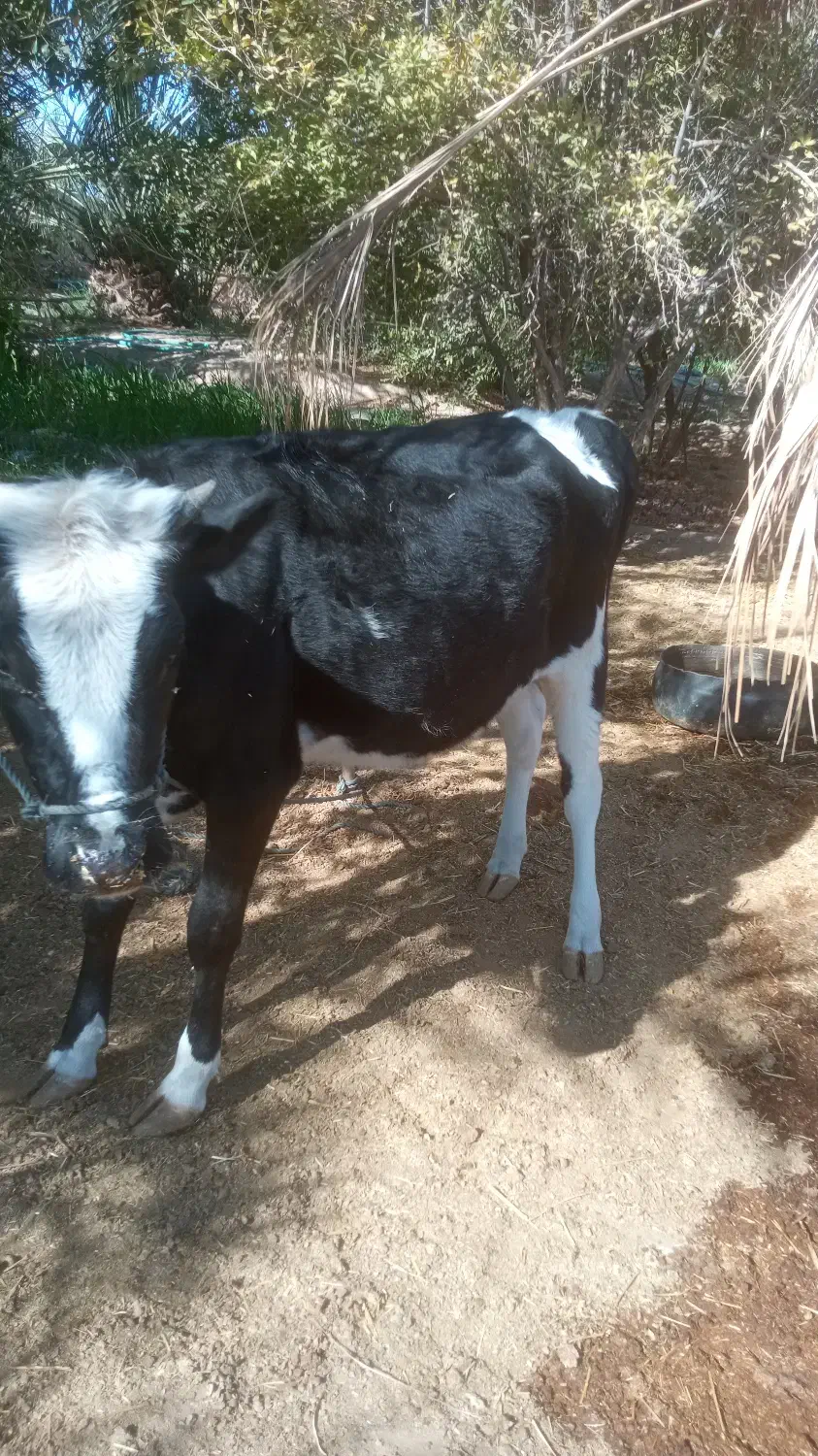 فروشی|حیوانات مزرعه|مهرستان, |دیوار