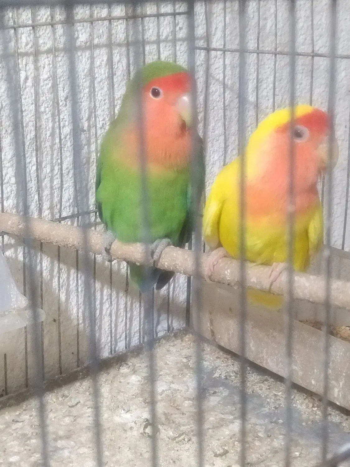 طوطی برزیلی جم|پرنده|جم, |دیوار