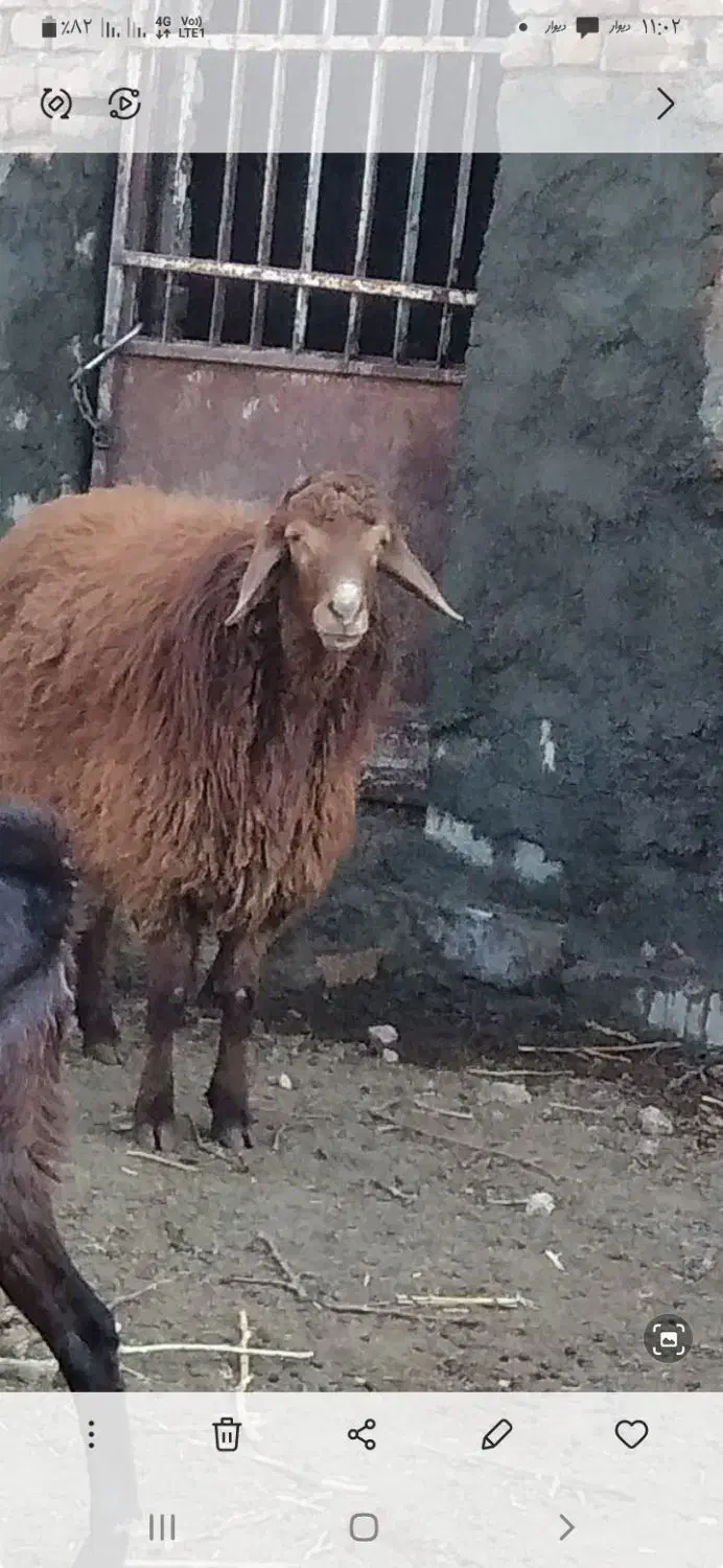 بره قوچی|حیوانات مزرعه|سبزوار, شرق کال جنوبی (شمس آبادی)|دیوار