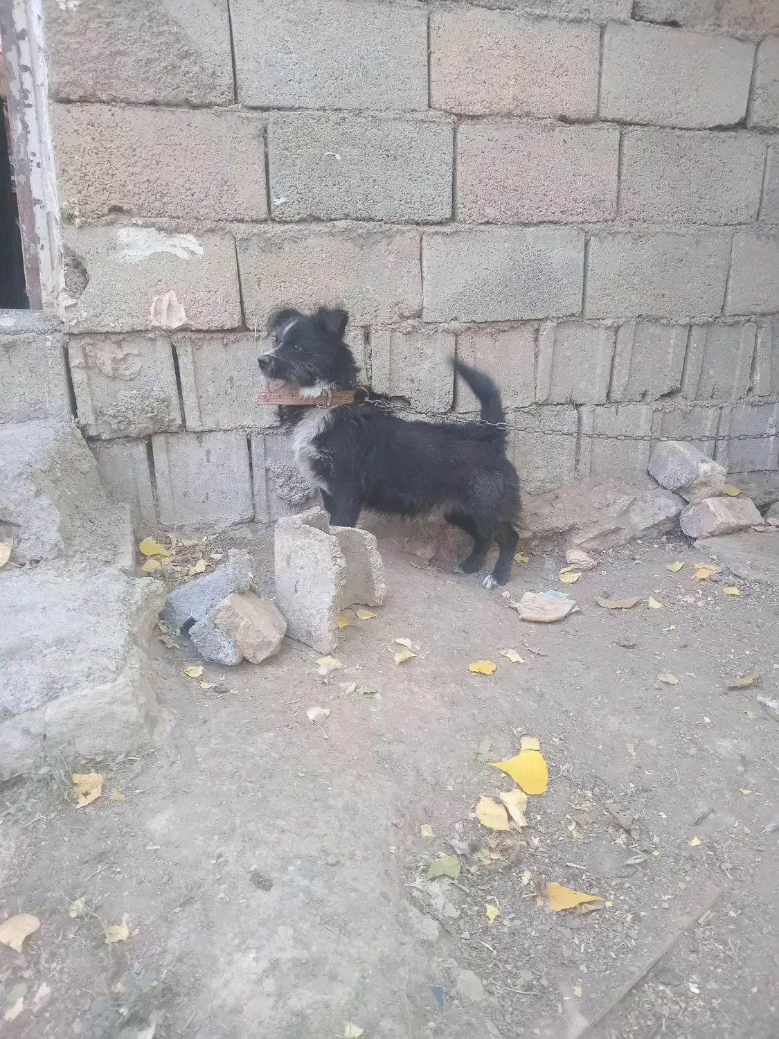 سگ پاپی فروشی قیمت توافقی.|سگ|زنده رود, |دیوار