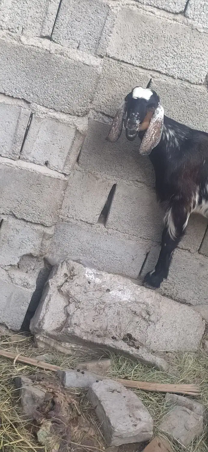 باسلام احترام یک بز ماده|حیوانات مزرعه|قصرقند, |دیوار