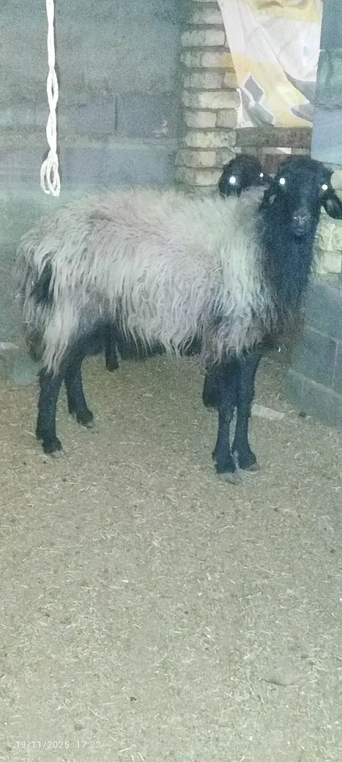 قوچ|حیوانات مزرعه|اصفهان, براآن شمالی|دیوار