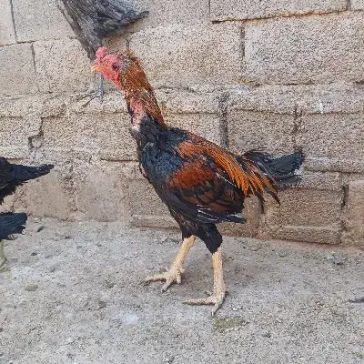 فروش مرغ و خروس لاری یا معاوضه با مرغ گلین|حیوانات مزرعه|سیمکان, |دیوار