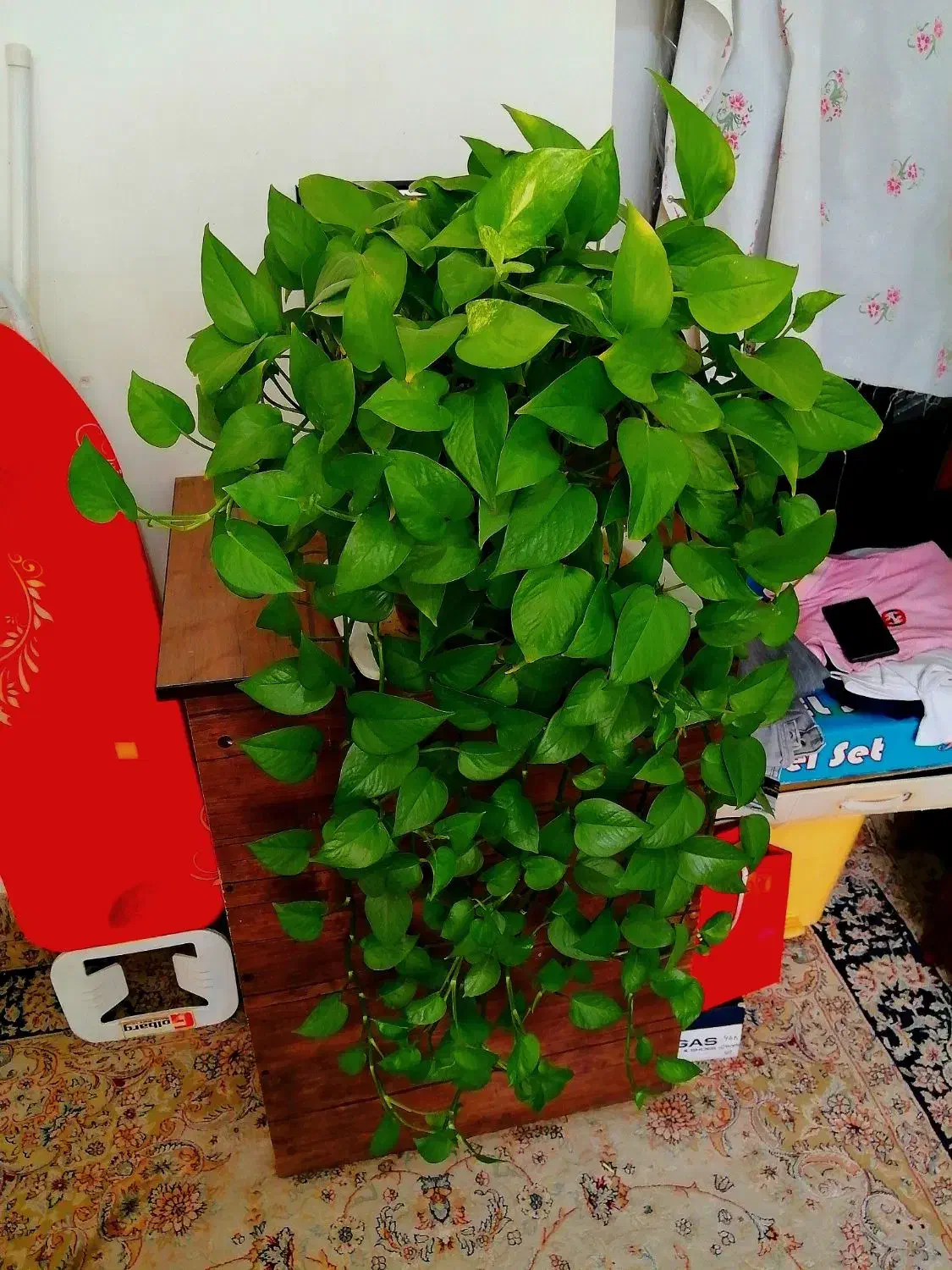 گل پتوس. دیفن. سانسوریا شمعدونی|گل و گیاه طبیعی|شیراز, ارم|دیوار