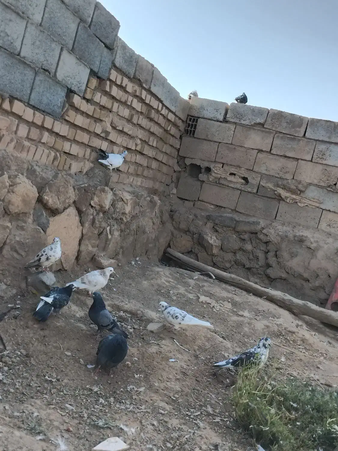 ۱۰عددکبوترتهرانیموقعیتجوین|پرنده|سبزوار, زینبیه|دیوار