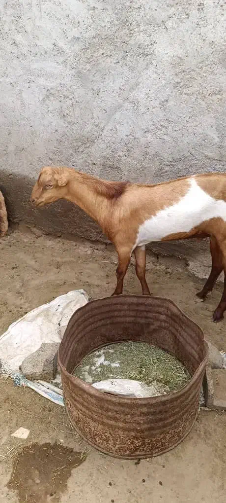 کهره نر|حیوانات مزرعه|تخت, |دیوار