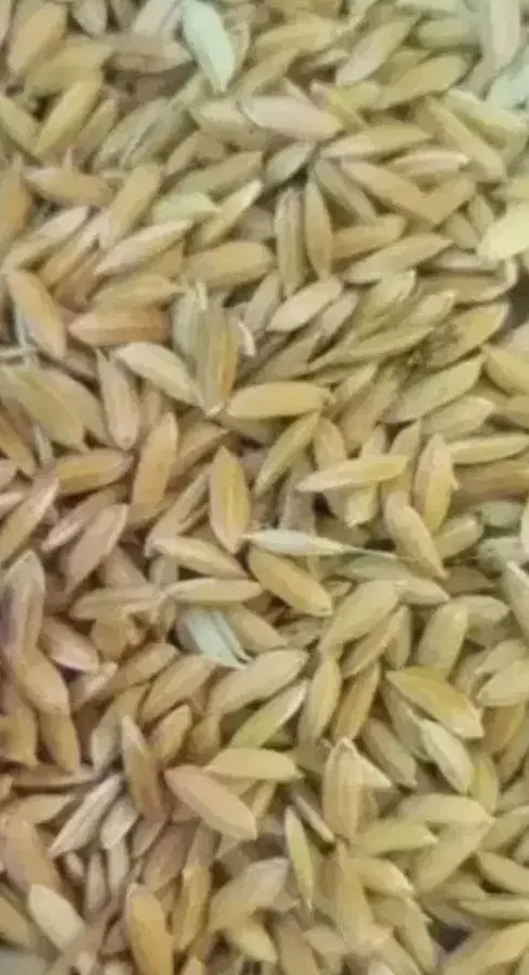 چلتوک|خوردنی و آشامیدنی|درودزن, |دیوار