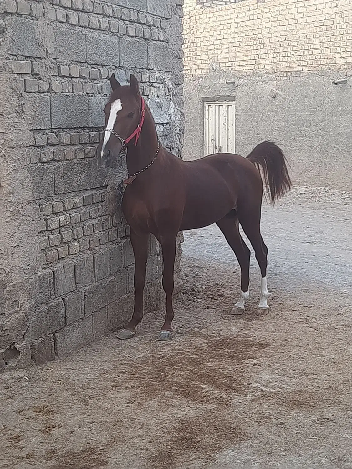 اسب|اسب و تجهیزات اسب‌سواری|اصفهان, رهنان|دیوار