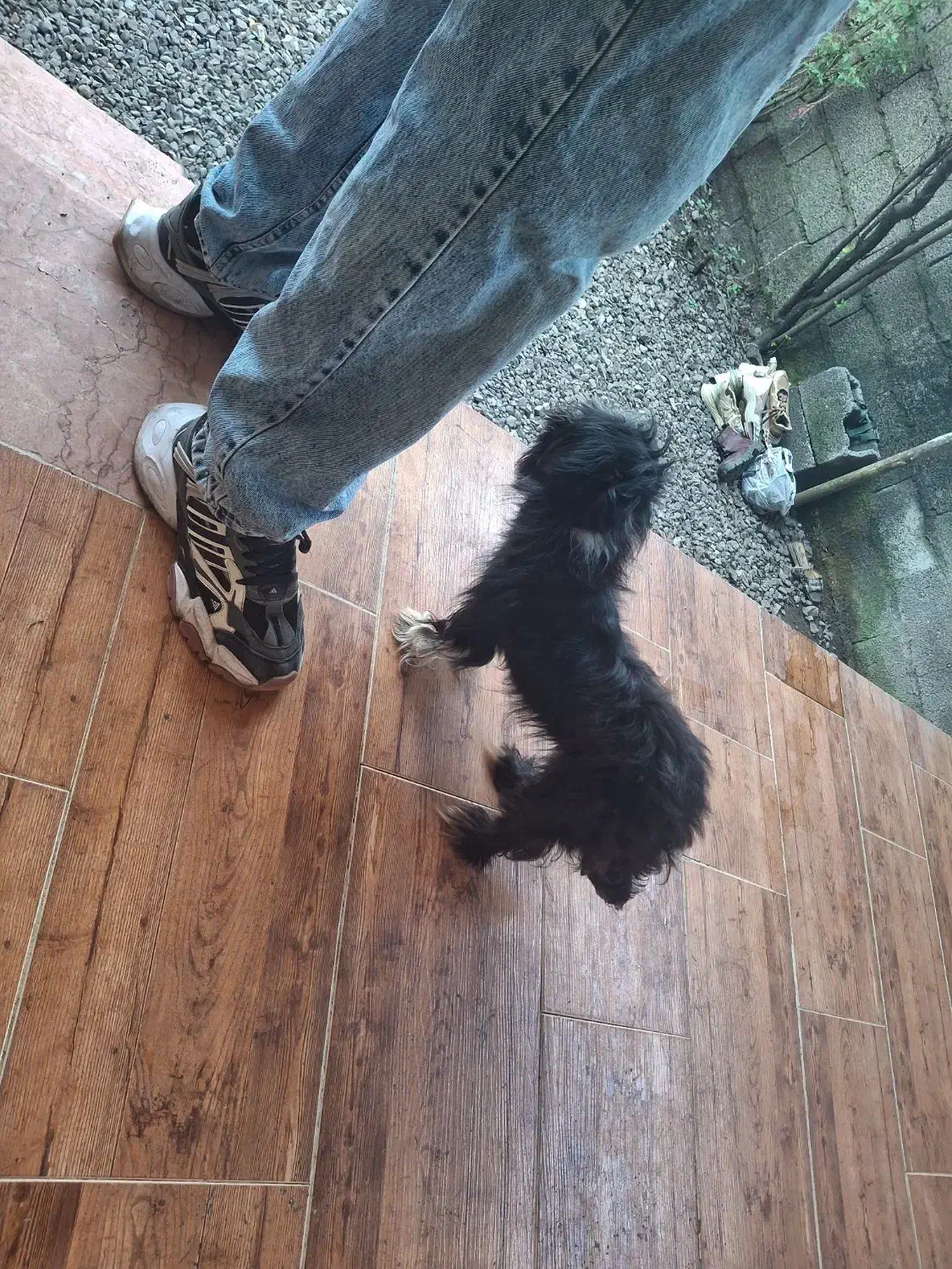 واگذاری رایگان سگ شیتزو ماده|سگ|رشت, لاکان|دیوار