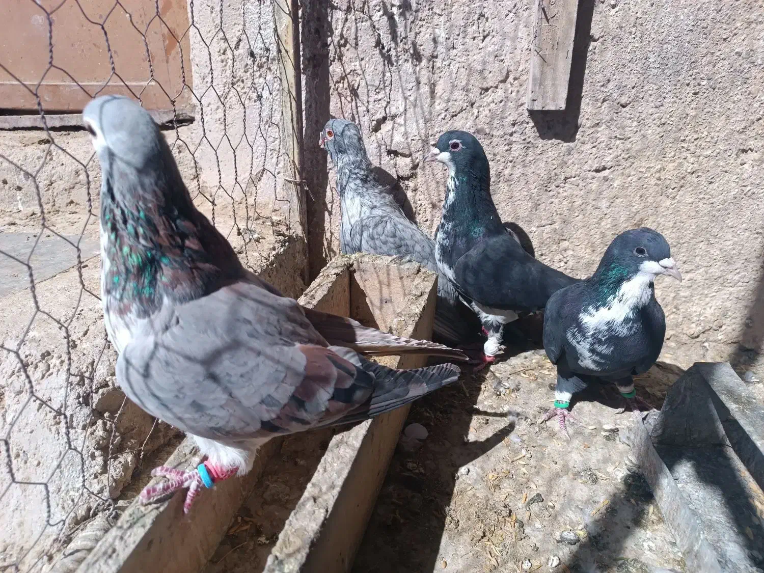 کبوتر شهری ونقره ای نر|پرنده|مرودشت, مختارآباد|دیوار