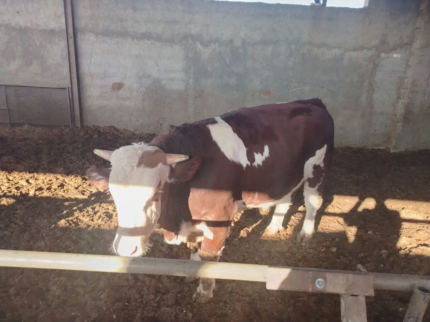 گوساله سیمینتال پروار|حیوانات مزرعه|نجفآباد, حومه نجف آباد|دیوار