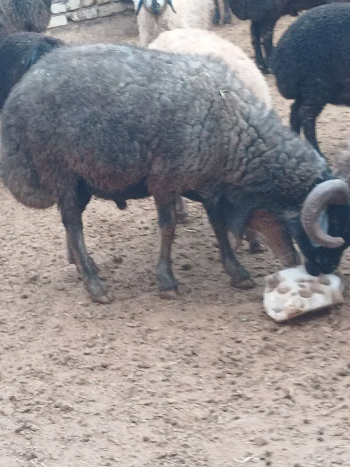 قوچ|حیوانات مزرعه|فرمهین, |دیوار