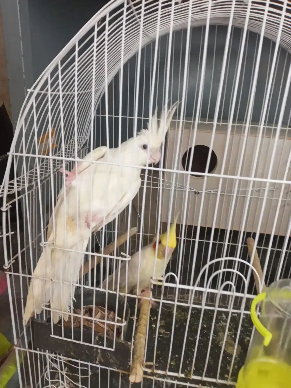 یک جفت عروس هلندی مولد|پرنده|شیراز, شهرک والفجر|دیوار