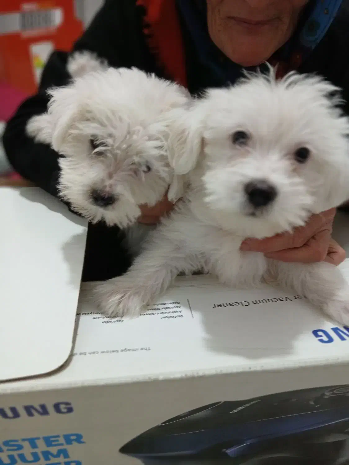 واگذاری|سگ|رودبار, |دیوار