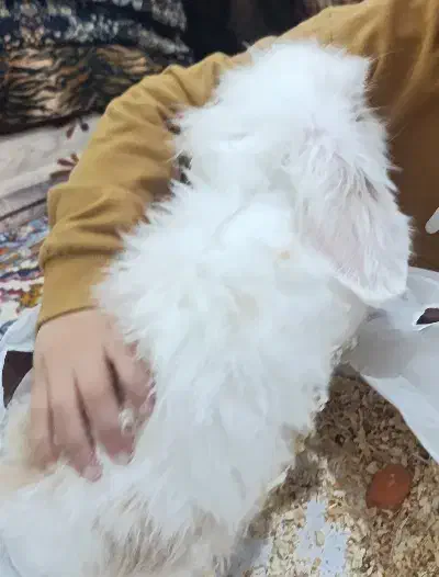 خرگوش لووپ|موش و خرگوش|بندر امام خمینی, |دیوار