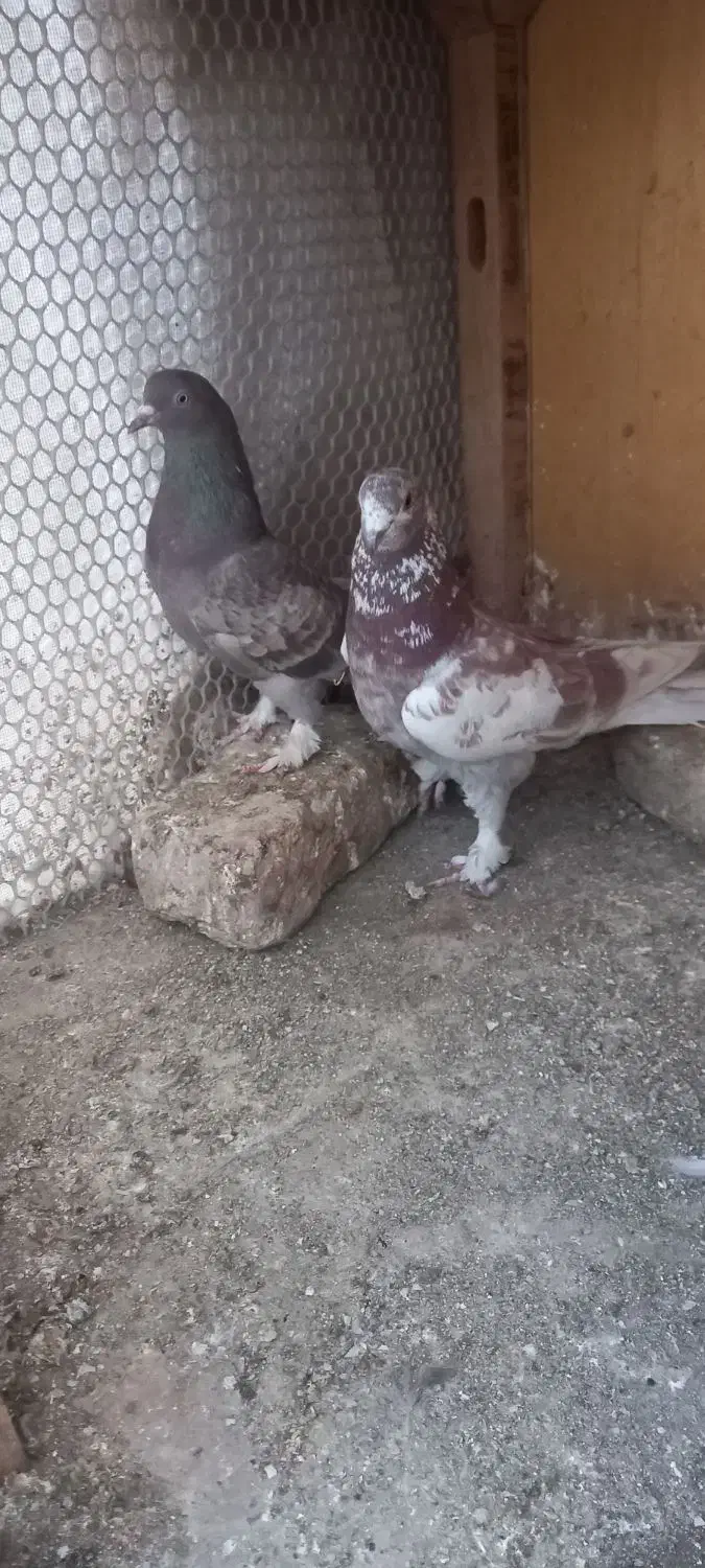 گرگی|پرنده|قم, لسانی|دیوار